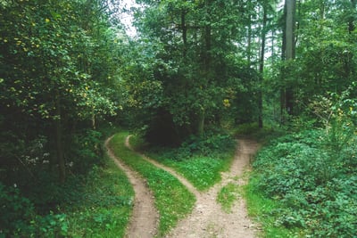 two pathways through the forest